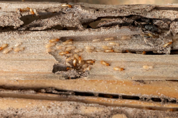 Professional Pest Control in Fords, NJ