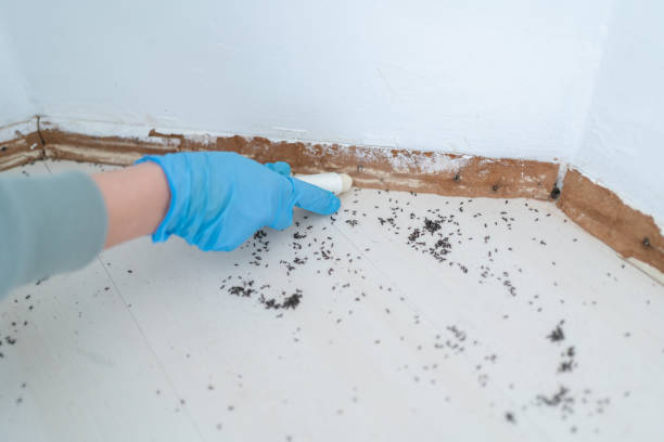 Best Termite Control Services  in Fords, NJ